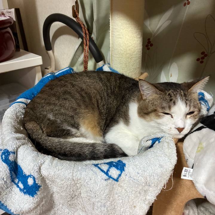 9612b9f3 2a3f 4af4 9b73 36a9d2af0d0d 1761661935821