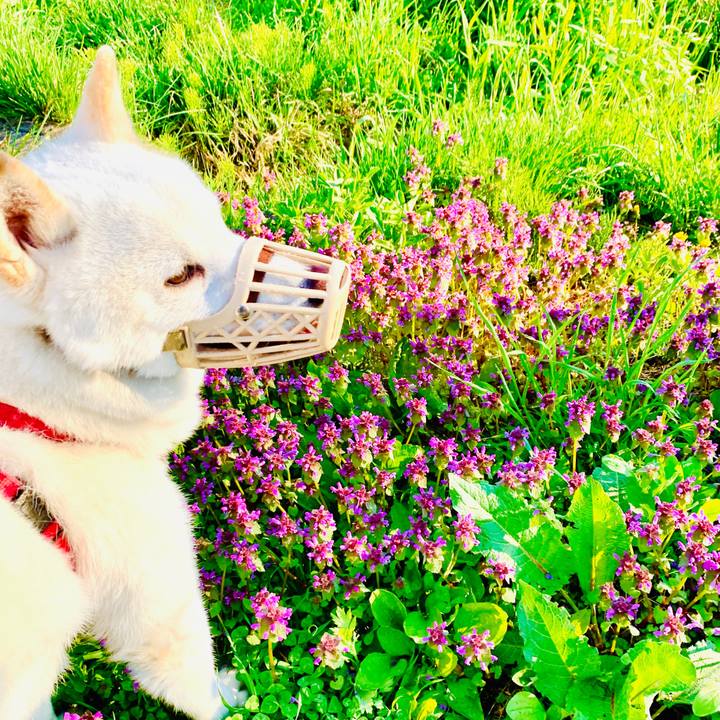 961ab2b8 5752 4fc3 a0cd db2c2774fda8 1589492340650