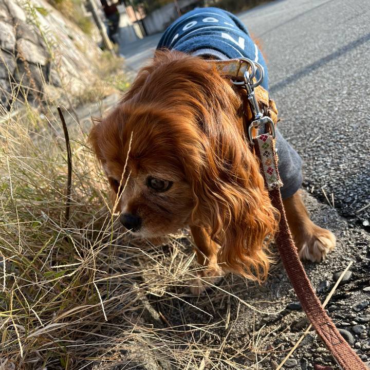 961ad959 003f 4884 87cc 3aac0aae5f70 1731195626221