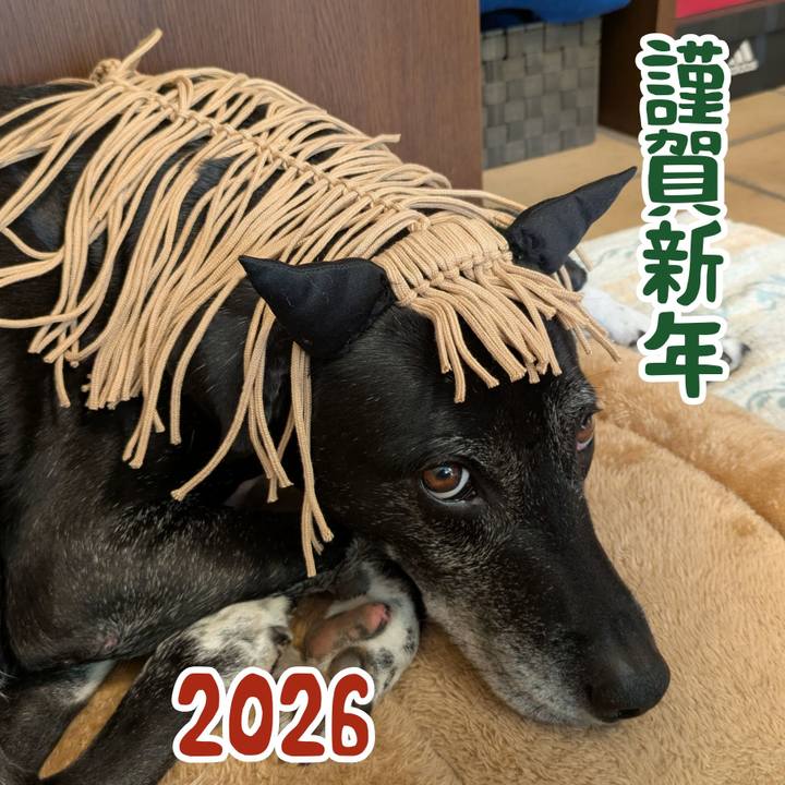 961e7118 fc9f 48f1 9c11 1613d585a269 1767193734174