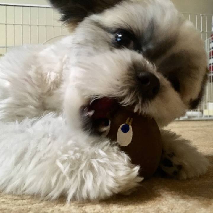 961f1e0f 193f 4848 a317 59da4688776a 1509588642716