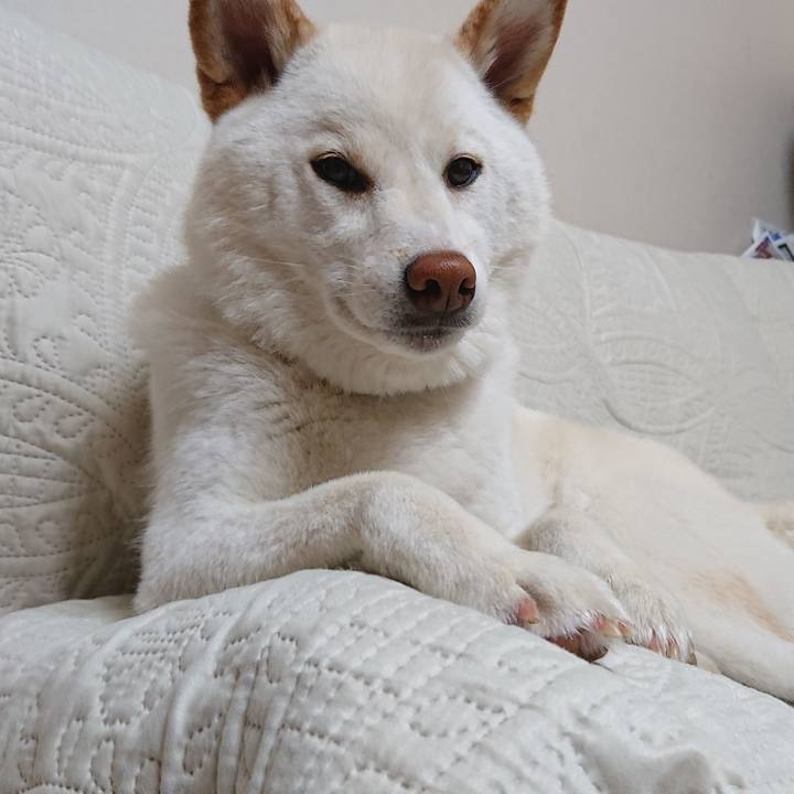 96204f4f ec61 4701 a390 394a4d8fb39f 1556109870307