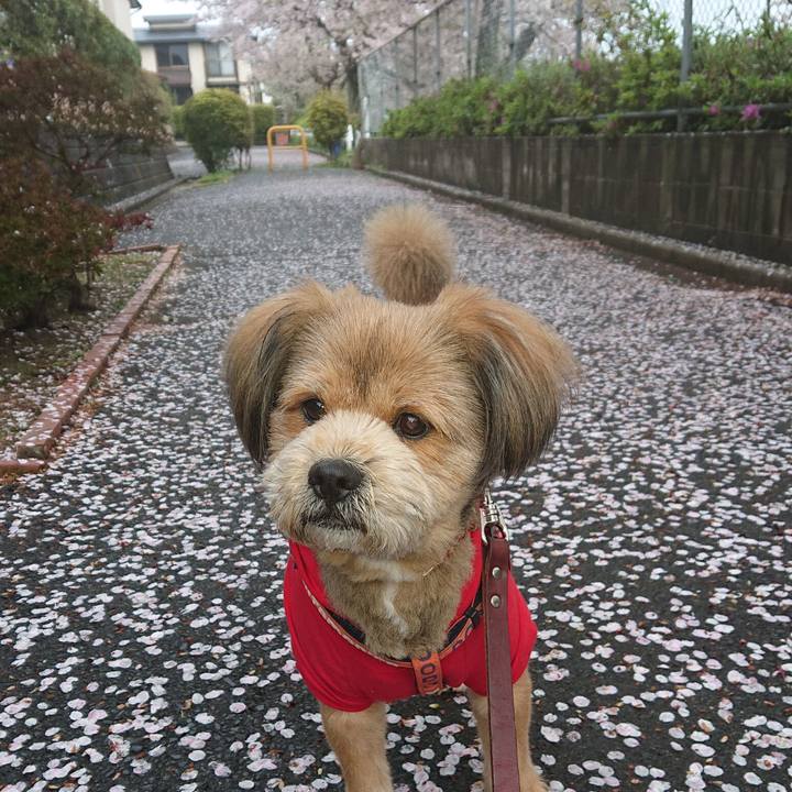 962131ae e6fe 4967 afaf 0206c6b4322a 1554675152556