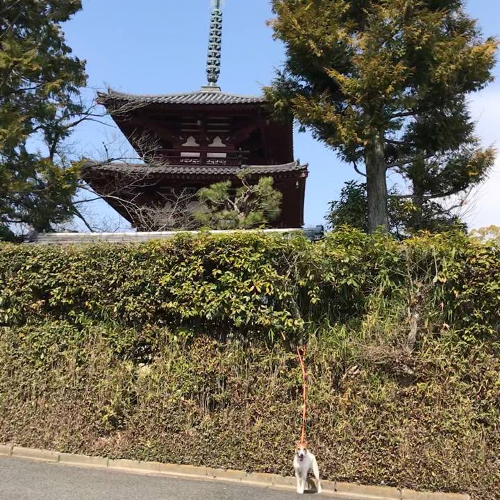 96213a01 bd39 46ec a308 37c32ecd4119 1520762113806