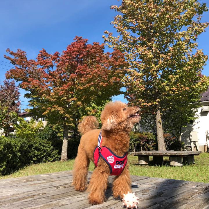 96218f30 f231 4c83 9af1 61647024464c 1538668370610