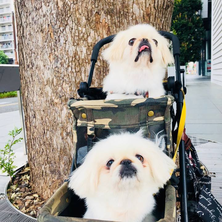 96229eeb 1946 48a1 aca1 7cadf9f0a536 1598305471504