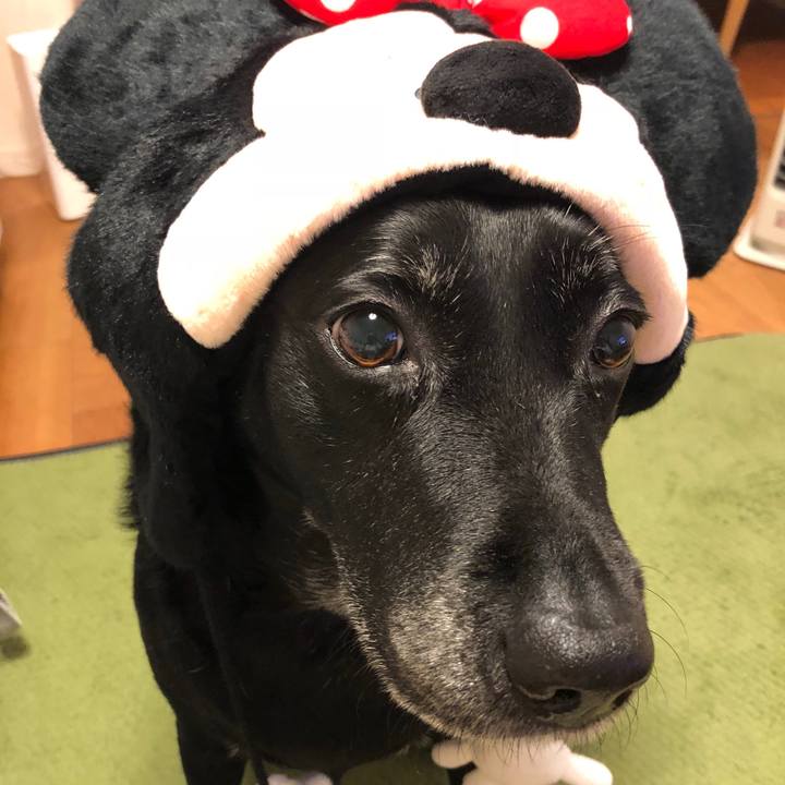 962323c0 bad3 4c06 8cb3 a1fa13048092 1543139880480