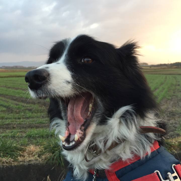 962aa12f 0f01 45b3 b9d5 65e4af60e6ad 1516661253745