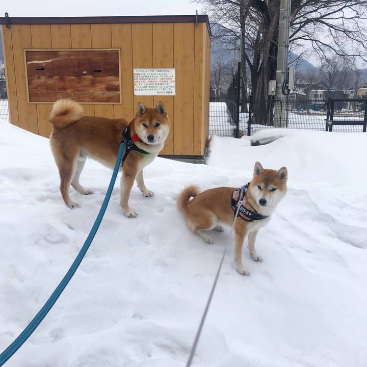 962bd322 f3fe 4f4a 913d 9fd61eca3b8b 1551316102490