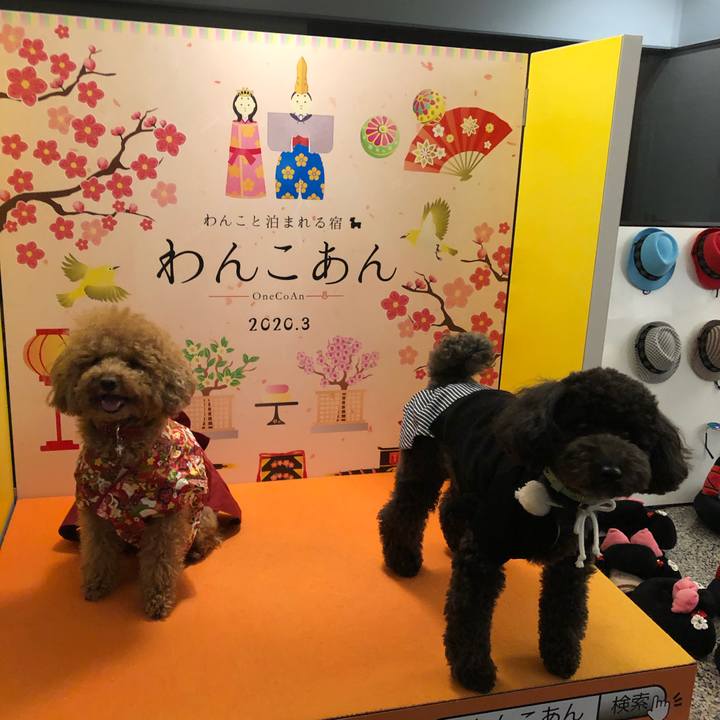 962c033f 2da5 4cef 982b dd4c7dacdf9f 1583195954948