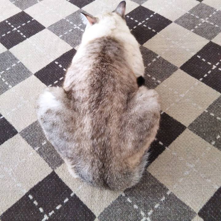 962c24d2 a867 4456 9068 13f671a2dabf 1544400090282