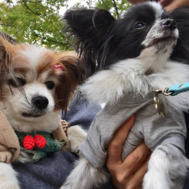 962e936c 1675 4261 86a6 3cb23edeafc6 1509177402636