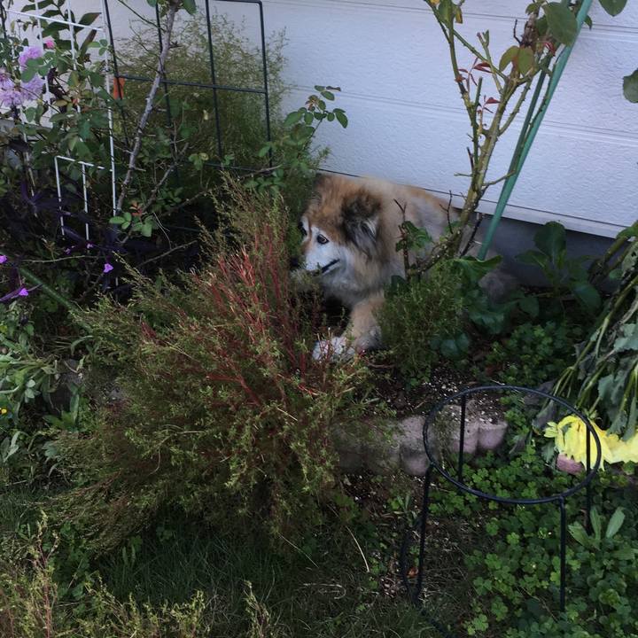 962f203a a84a 4575 ab31 fac31ac6f003 1594075894906