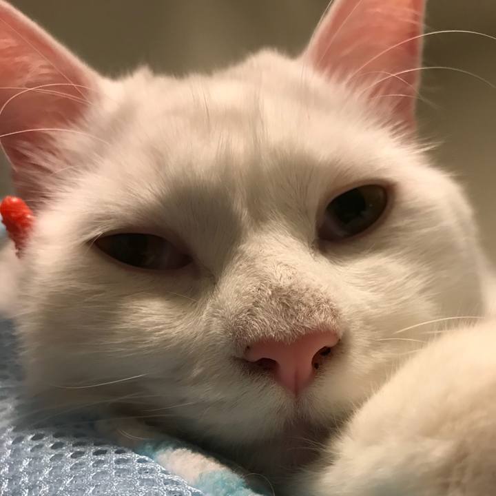 962f650a c6ec 4544 97d6 3c3dbd23c733 1523102671225