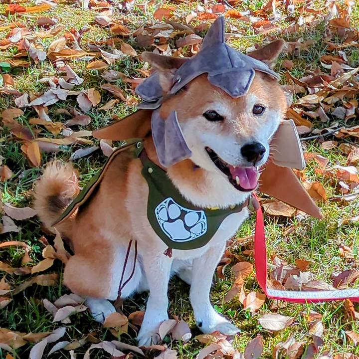 9632b981 d9f0 4190 95e5 2865de73815d 1763978251261