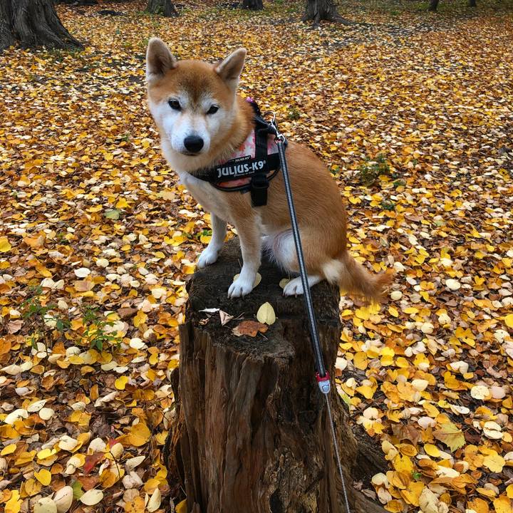 9635d4ff 613f 432f b612 f91f59ec66c0 1571962114751