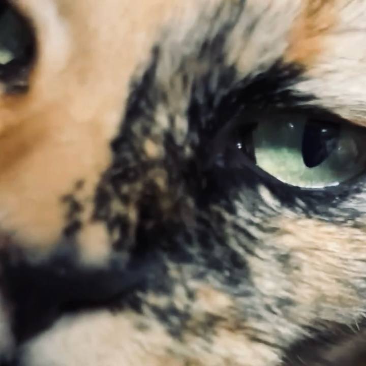 96386788 05b6 408d 9f15 519676f1b6df 1730194550782