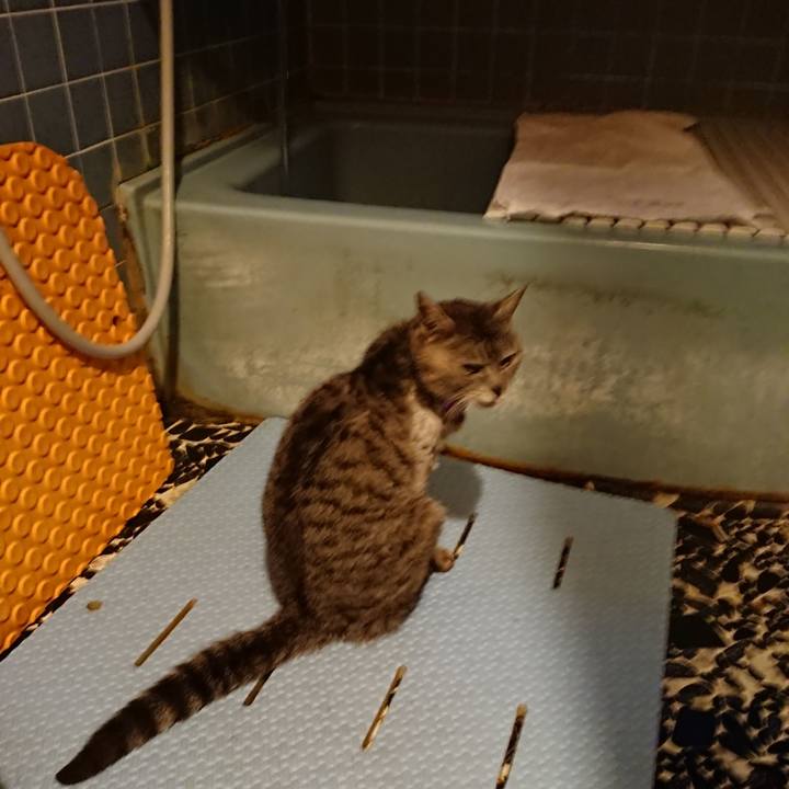 963a201c 769b 48f3 a65e e366ae634b02 1590834219719