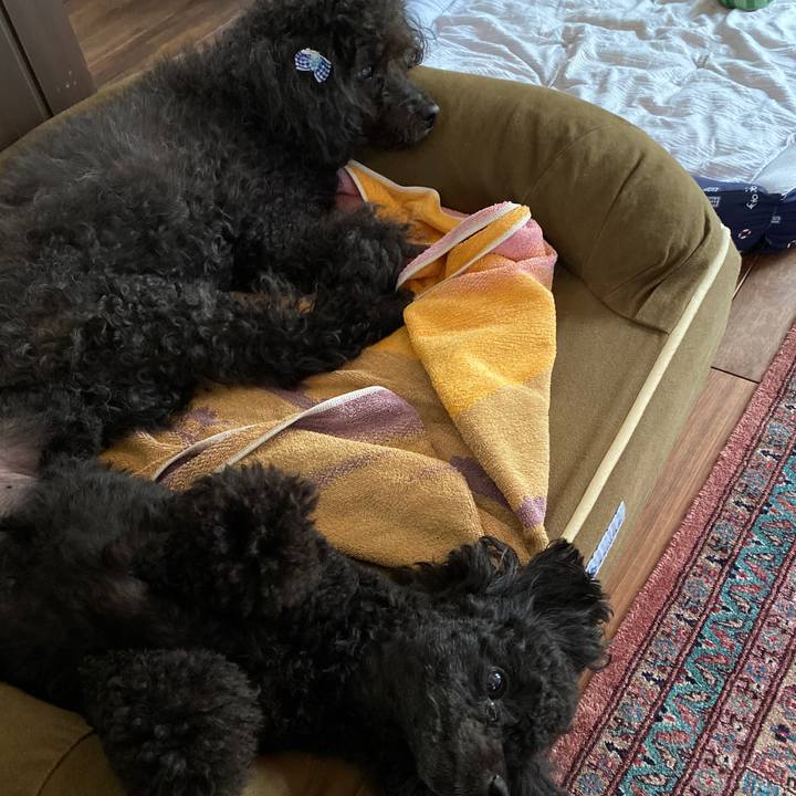 963fe6ef f028 4ef4 9072 e323194cbee4 1597470611807