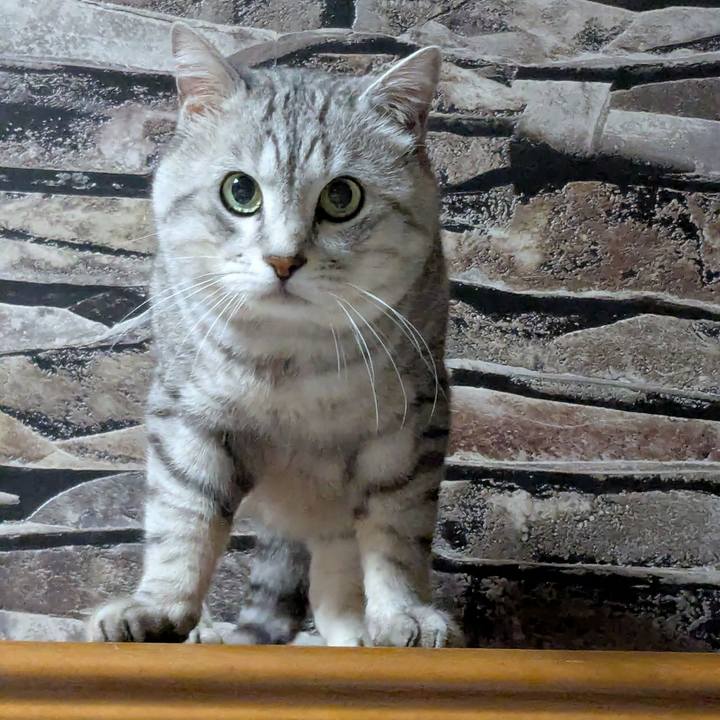 96445101 2e6a 4737 be1a f67c26987881 1742045408986