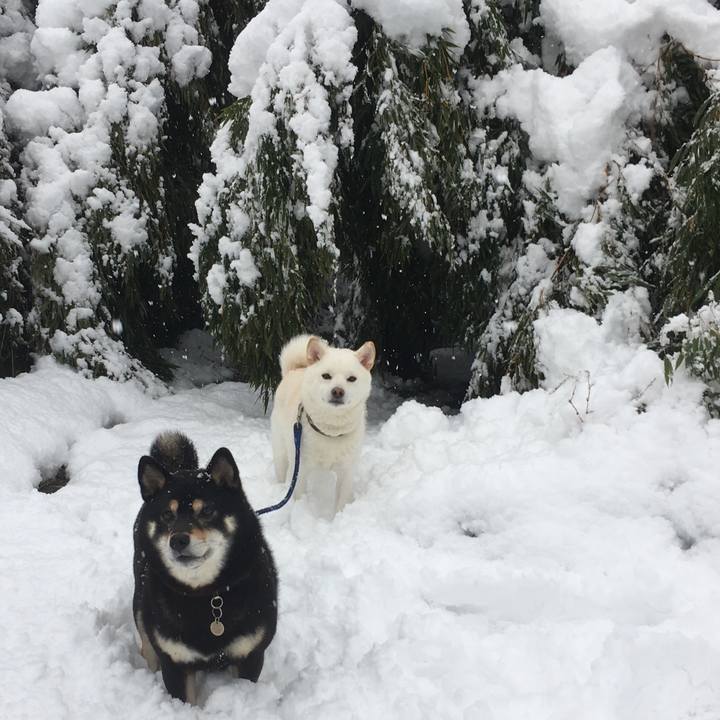 964aeaa8 a88e 4dc0 9d5f b906c65fec81 1514381783428