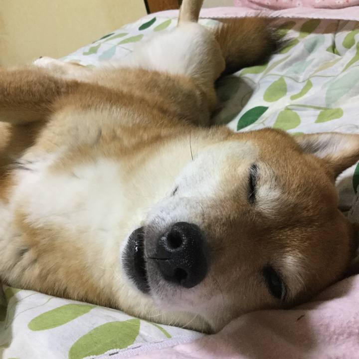 964dd92d bc24 4583 bb4b c6240591a89a 1557581838116