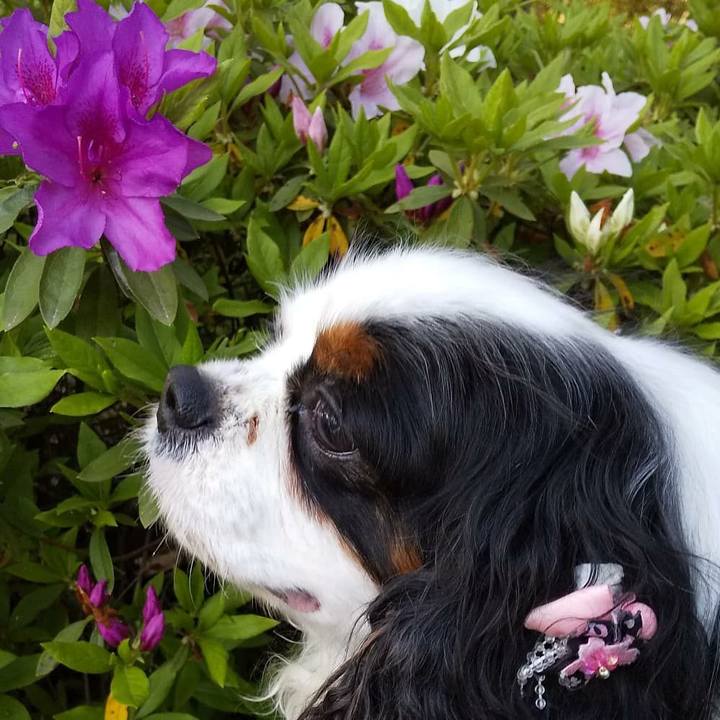 964f345a 6849 4644 af10 cec0dd111f39 1557380191680