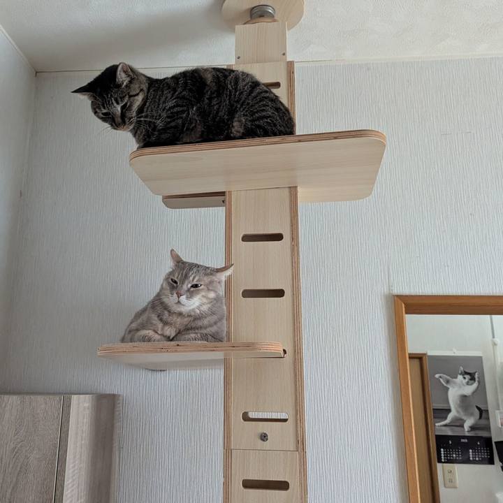 9650485f e245 40e6 9bc8 06ee160df3a9 1742198646674