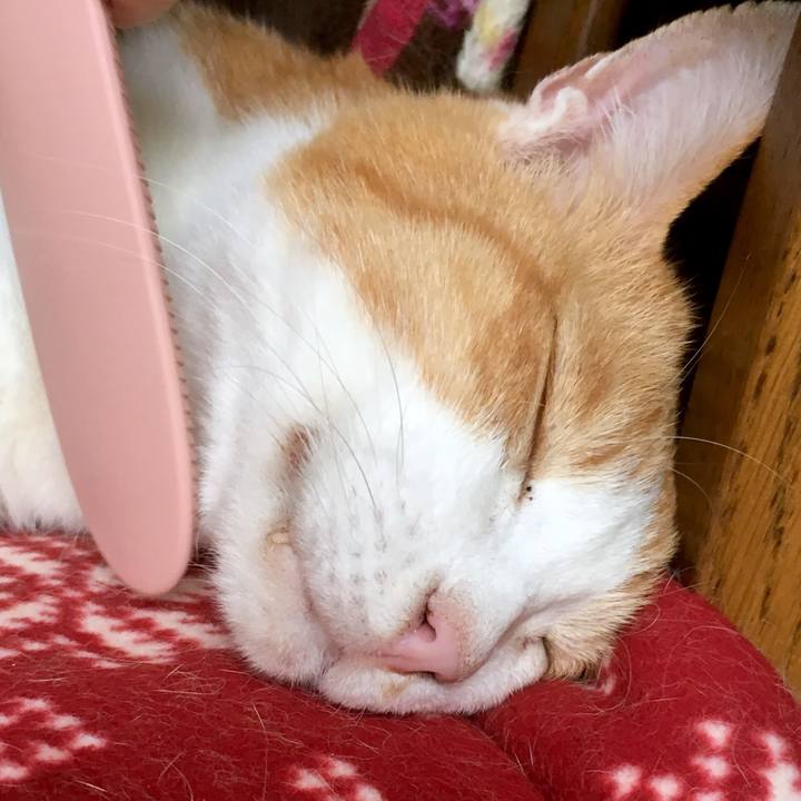 96517ed8 8215 4055 a33d ed9978625c40 1564297036261