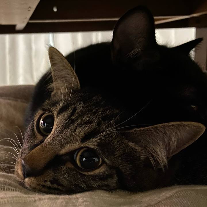 96536a7c a785 4c1a 945e af62ea3ac977 1621596261566