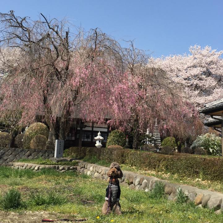 9653d624 2f66 4a14 9897 247747364cc8 1522573605159