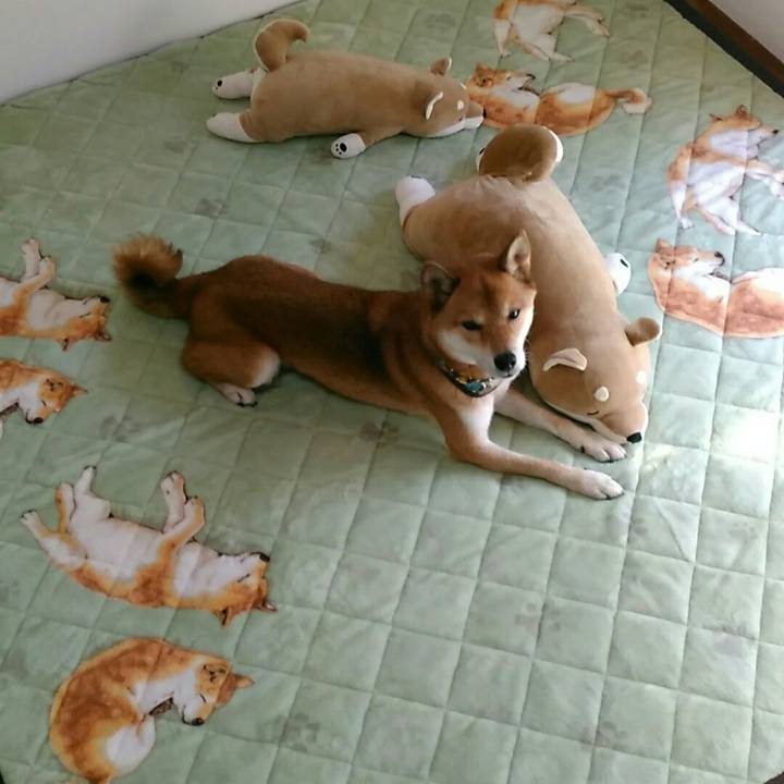 9653fd0f cab7 43a6 8b05 66b3f9f0d0e5 1540171572839