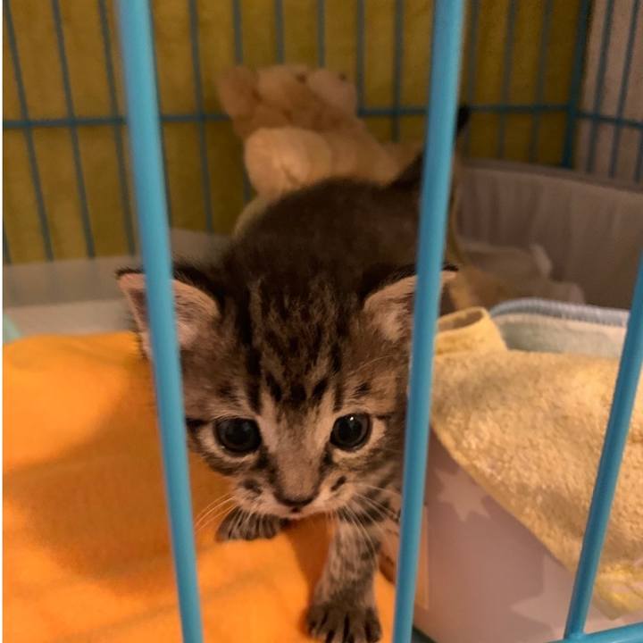 965b07aa e599 4085 adb3 231423665748 1588220980730