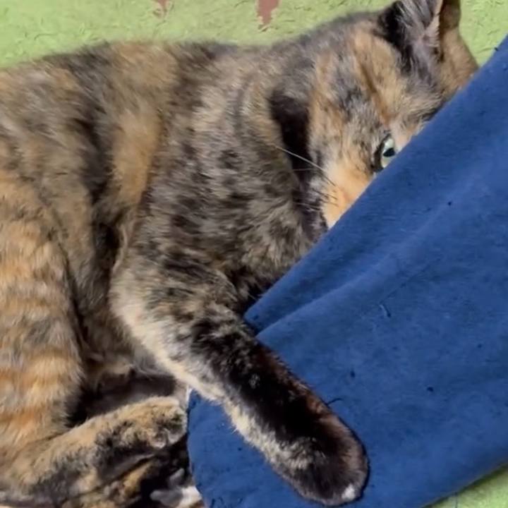 965f7219 b3c0 4adc b9eb 6c04356d7612 1762806539427