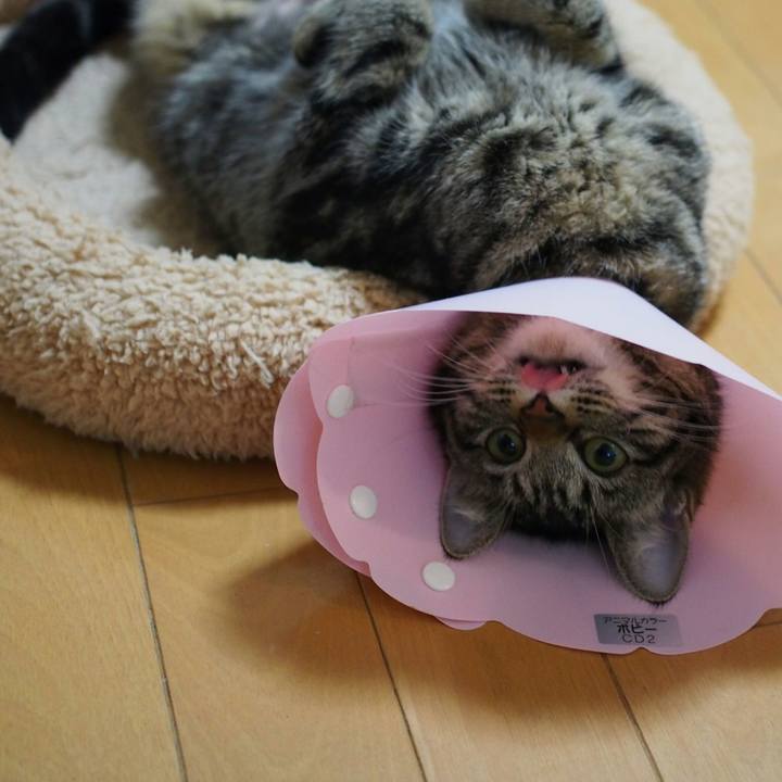 96604dd2 ac28 4673 a5dd 640ba0fa3051 1518951925158