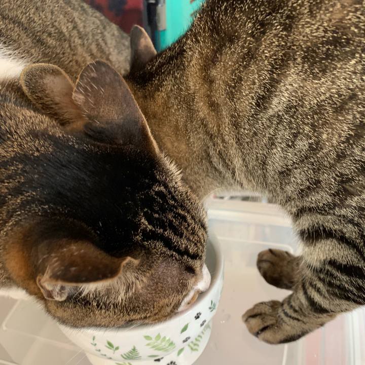 96618da4 216a 4cc3 995d 4e6225ef9529 1539568297299