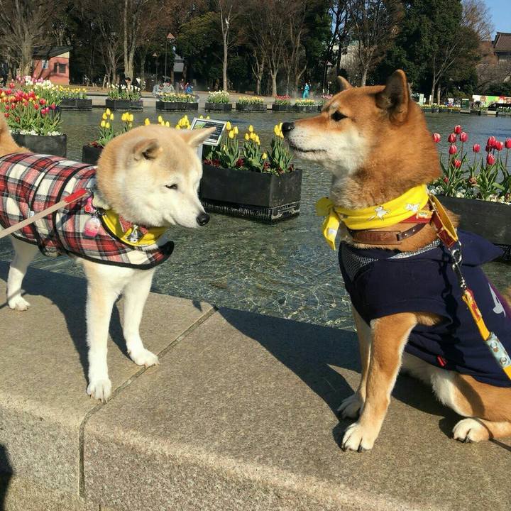 96671b66 9c20 4e93 b16d cf7a9301529b 1516525377570