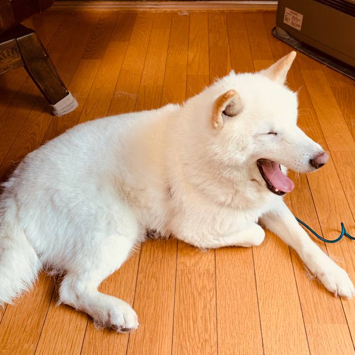 966bbe39 dd4f 4f4f bf10 748f81a1b624 1590533326163