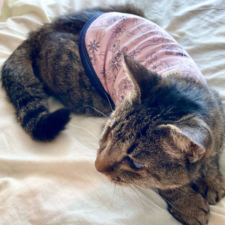 966c7a51 1811 472a a799 108c838138dd 1679981201808