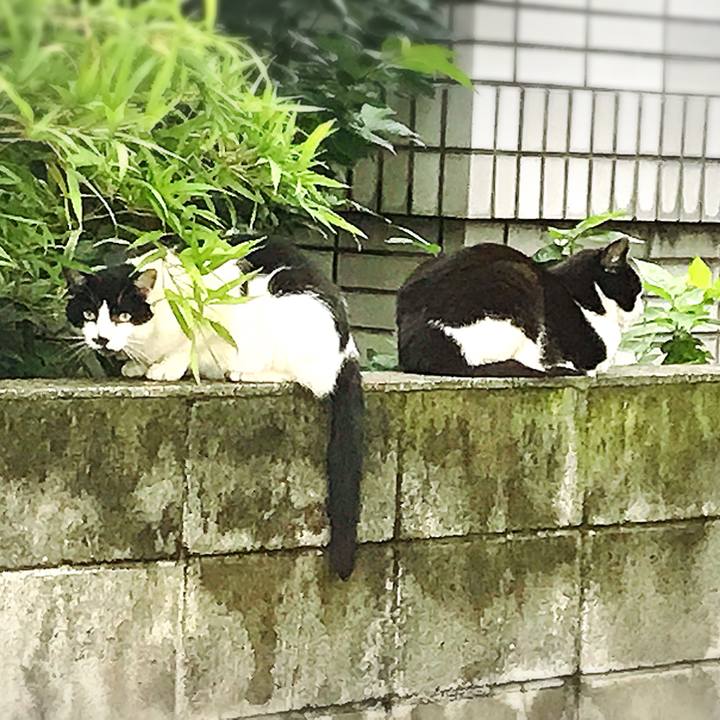 966cd486 7a88 4d21 bfc1 da189745fde6 1529575871796