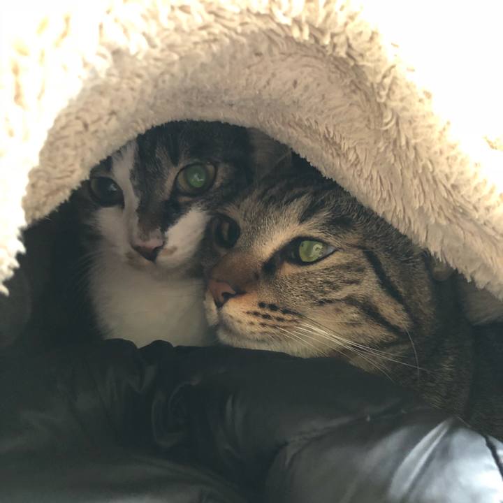 966ff720 d8c9 4336 bfd1 3292e1402a7c 1516460805468