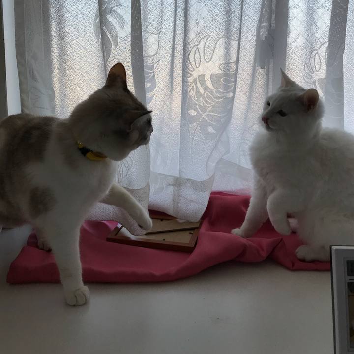 96709283 e0e9 452e 9c9a 74e0011f775d 1516795090730