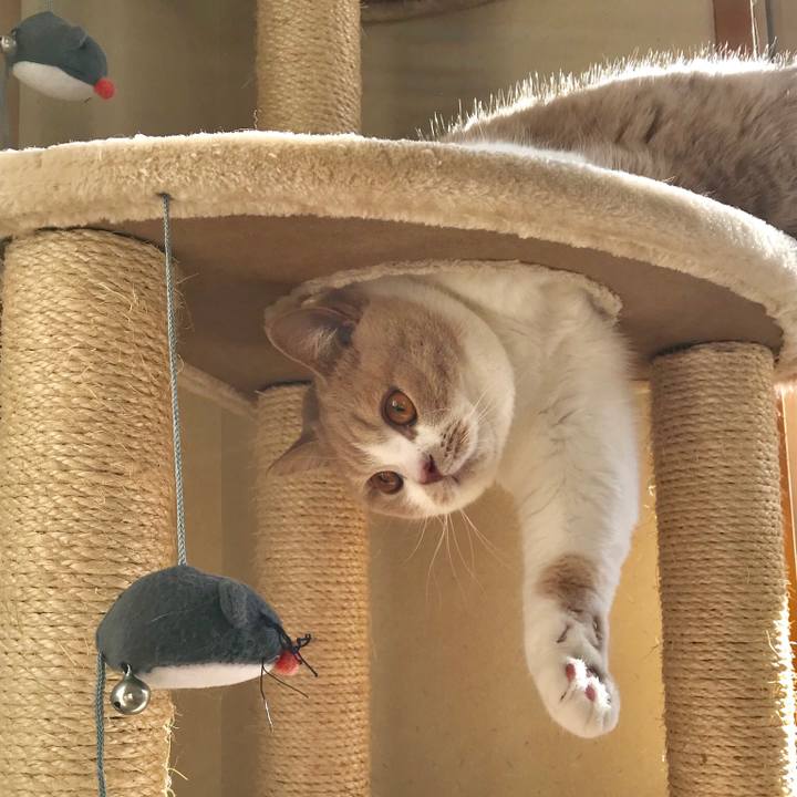 967cb91a b8c0 48ca b830 999ece8679ed 1513830698068