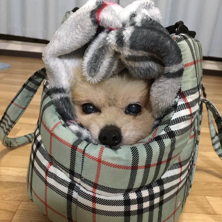 967d69e0 52cd 42ee 81bd df4cde73468b 1517137933642