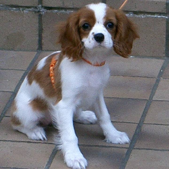 967e0e60 50a3 415e b8da dcc29291a692 1516025146617