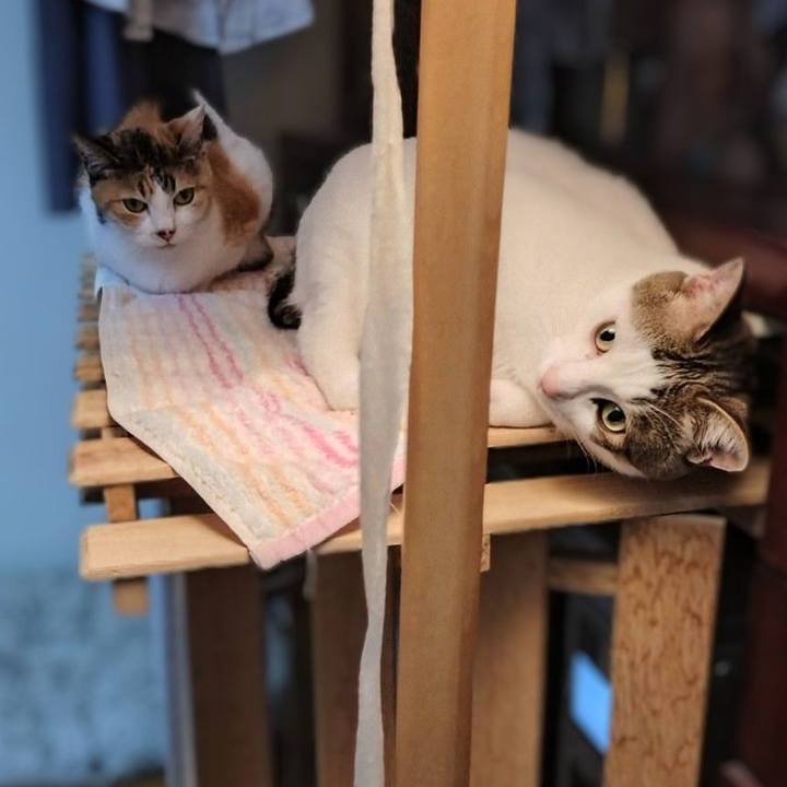 96805113 f4ad 41db 89d1 51b14ebce93a 1719835661486