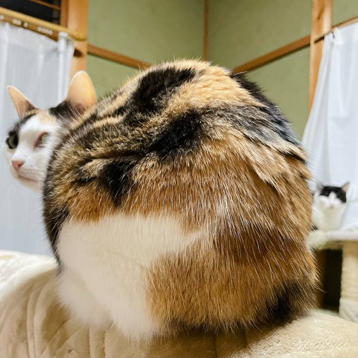 96856603 08c5 4122 a5cf 1fa7b53969ac 1648435896403