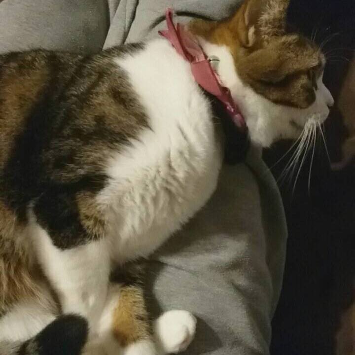 9689dd08 0fd0 4a76 a52e a13801f32fa0 1541296700724