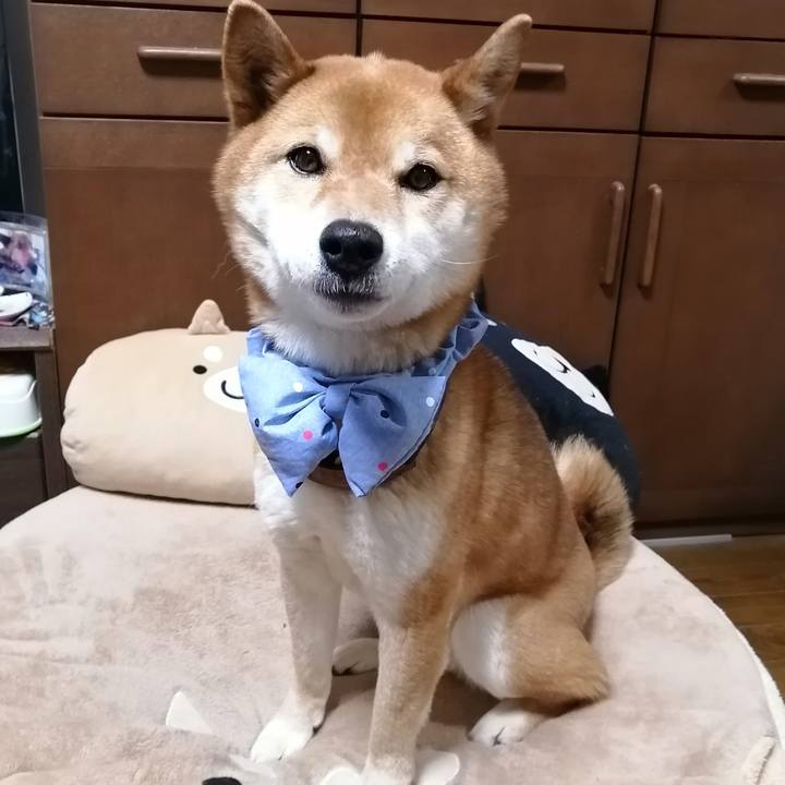 968b9d13 3c4d 4709 b1aa 2a4444c84f30 1585562857946