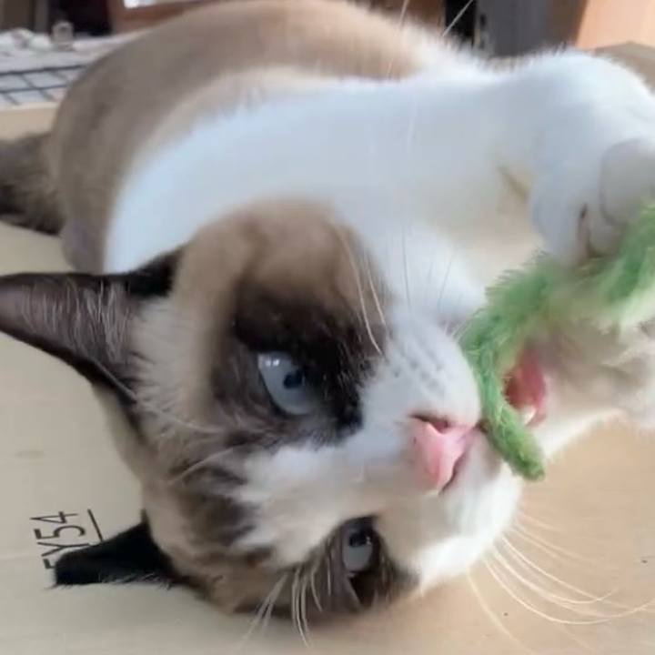 968c3f2b 74a7 4925 81ca 1b6f3eca2f90 1733108658416